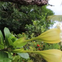 Solandra longiflora Tussac